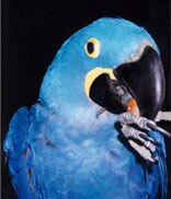 Here's my macaw chowing down on a tasty nut!