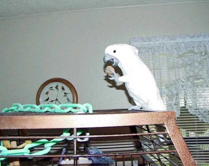 I thought you might enjoy a picture of Zazu eating his NutsOnline Walnut this morning