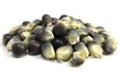 Midnight Blue Popcorn Kernel