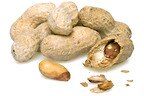 Wholesale Roasted Peanuts (Salted, In Shell)
