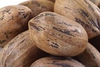 Wholesale Hard Shell Pecans